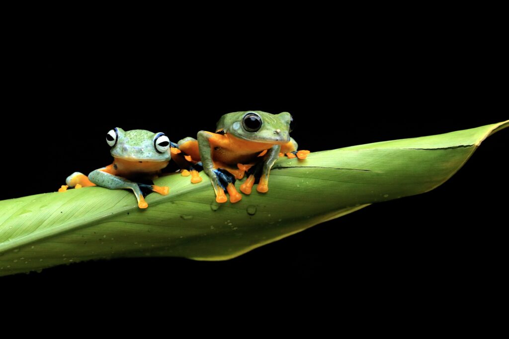 Tree frogs sitting on leaf in the rainforest
