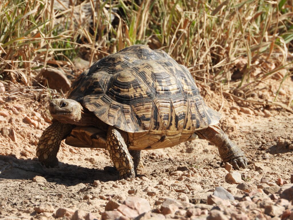 Leopard Tortoise walking on dry sand in the desert