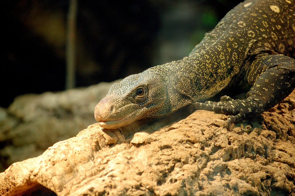Crocodile monitor basking under the heatlamp