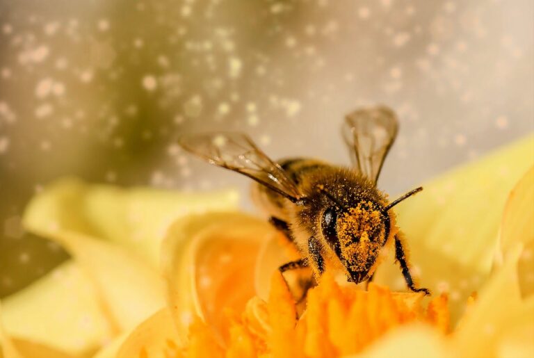Bee Pollen For Reptiles: A Comprehensive Guide