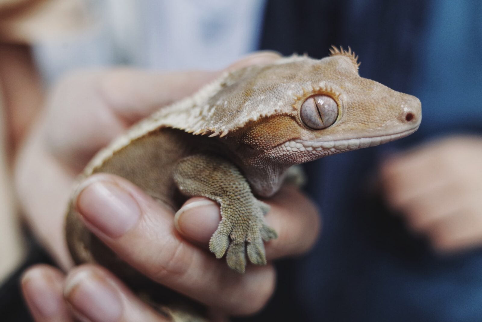 holding crested gecko