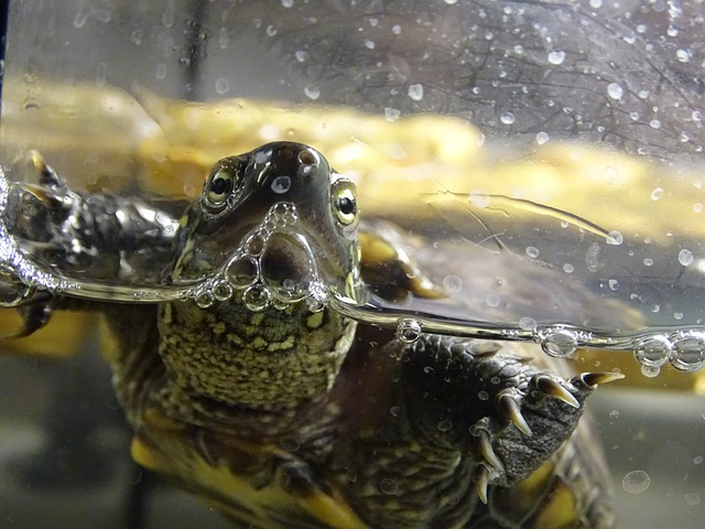 pet turtle in water