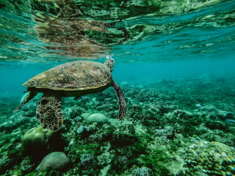 How Do Turtles Breathe Underwater? (Here’s What You Need to Know)