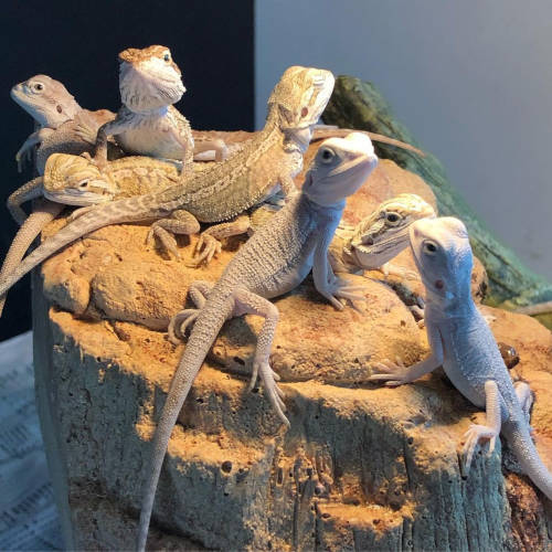 group of baby bearded dragons (picture used in bearded dragon care guide)