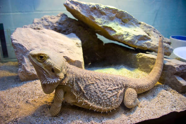overweight bearded dragon