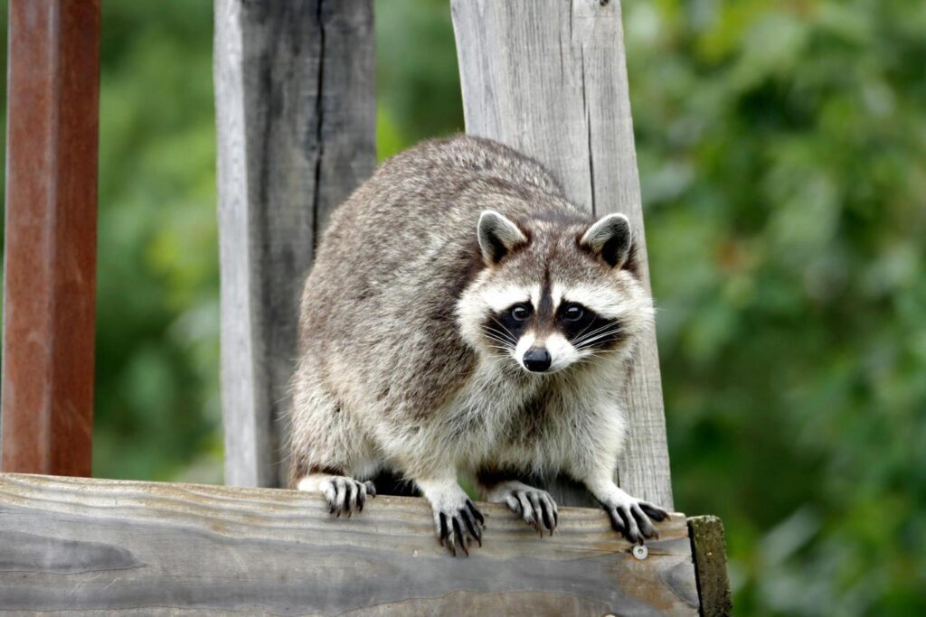 Racoon on wood post