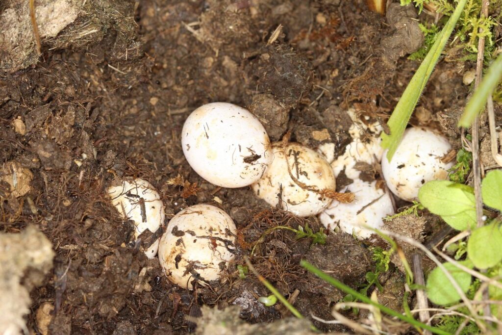 Sand Lizard Eggs in Peat Moss