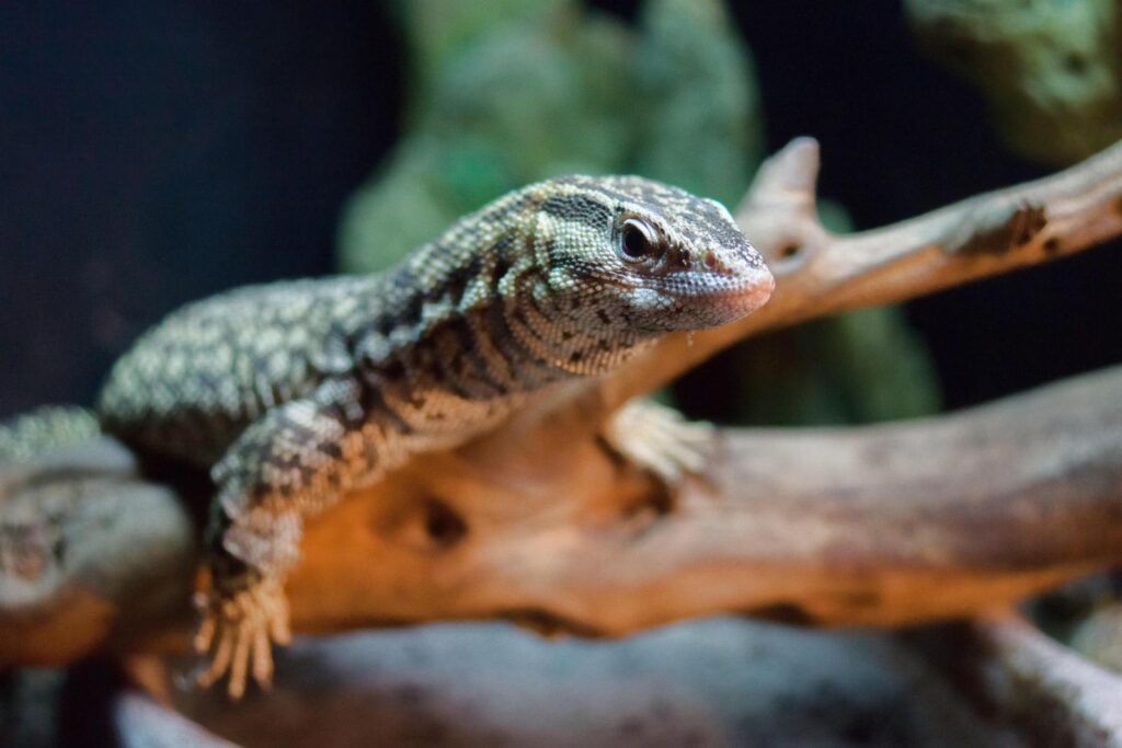 ackie monitor on branch