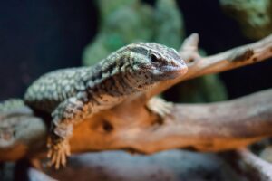 5 Best Pet Monitor Lizards: Top Species For Beginners