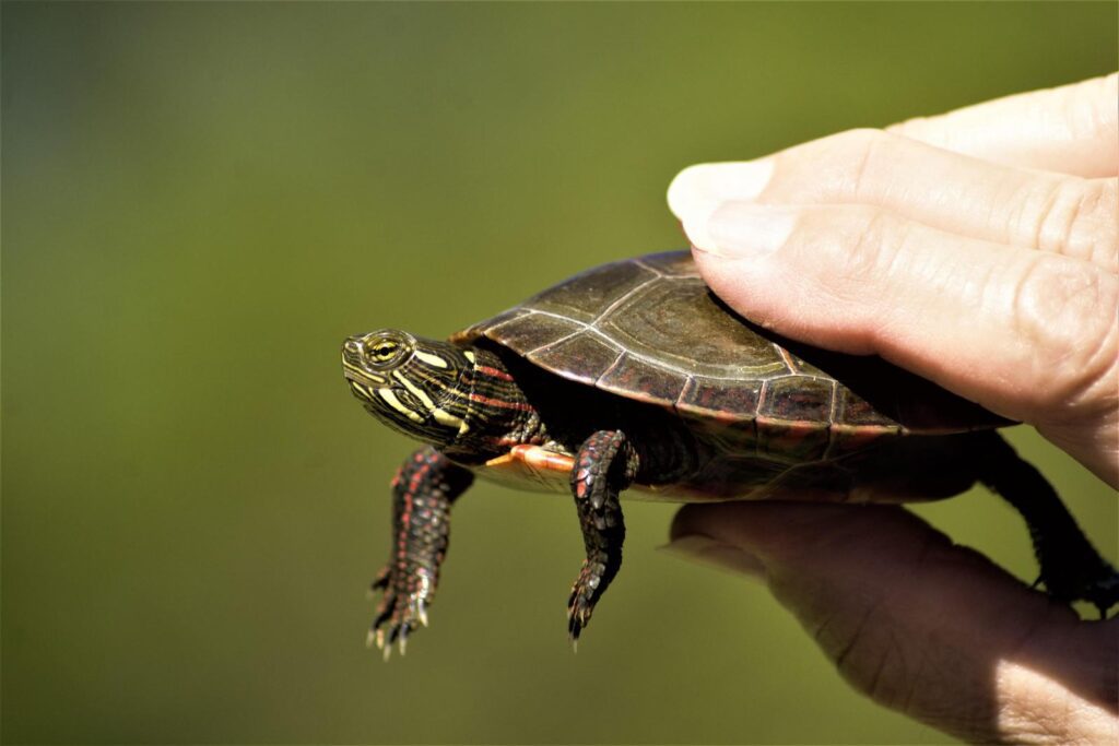 baby painted turtle
