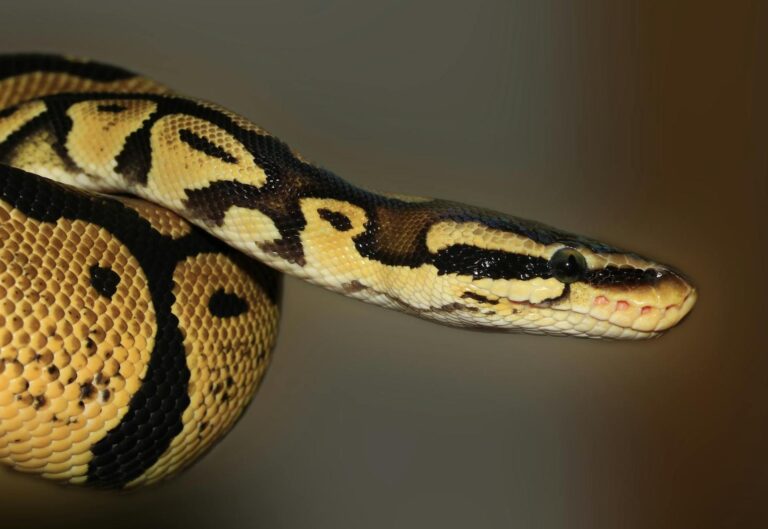 ball python head sticking out