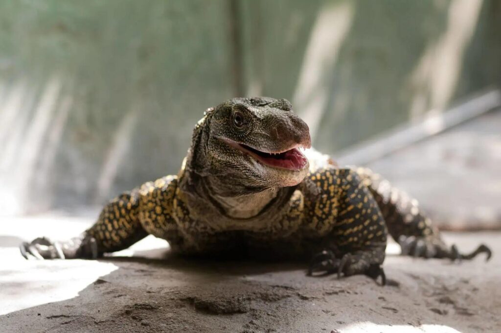 crocodile monitor with mouth open