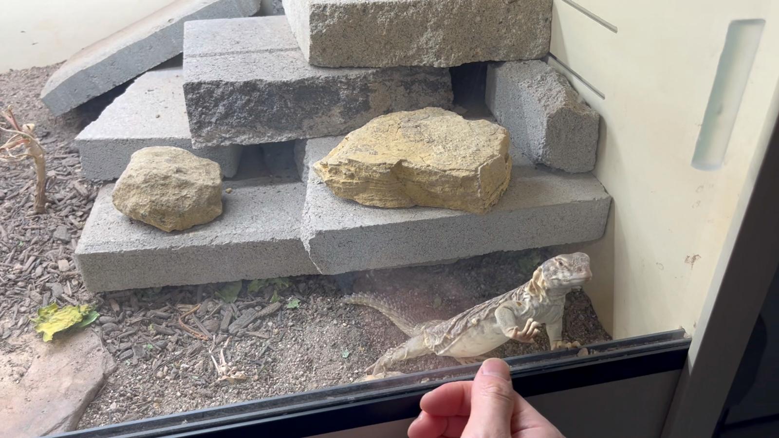 egyptian uromastyx clawing glass