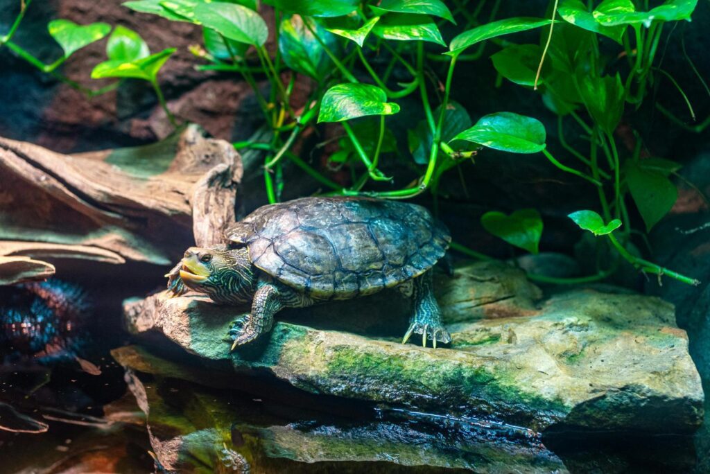 freshwater turtle in aquatic enclosure