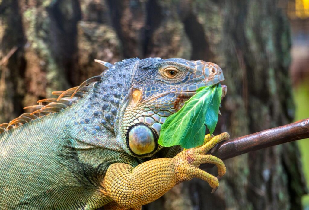 green iguana eating leaf while resting on branch