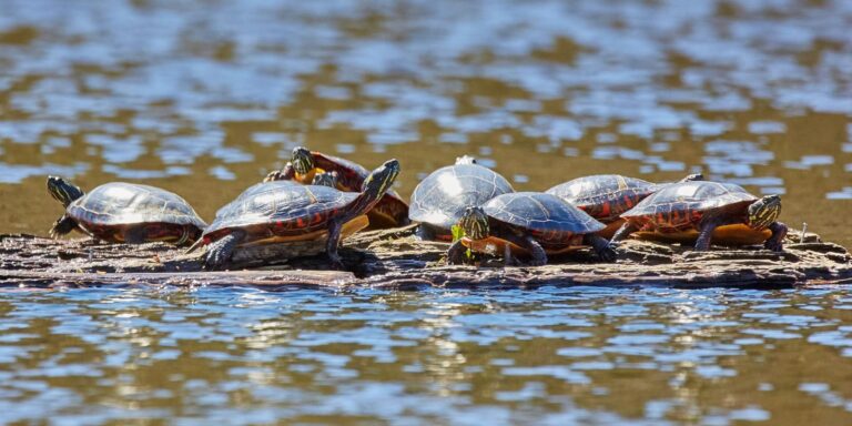 group of painted turtles on floating wood