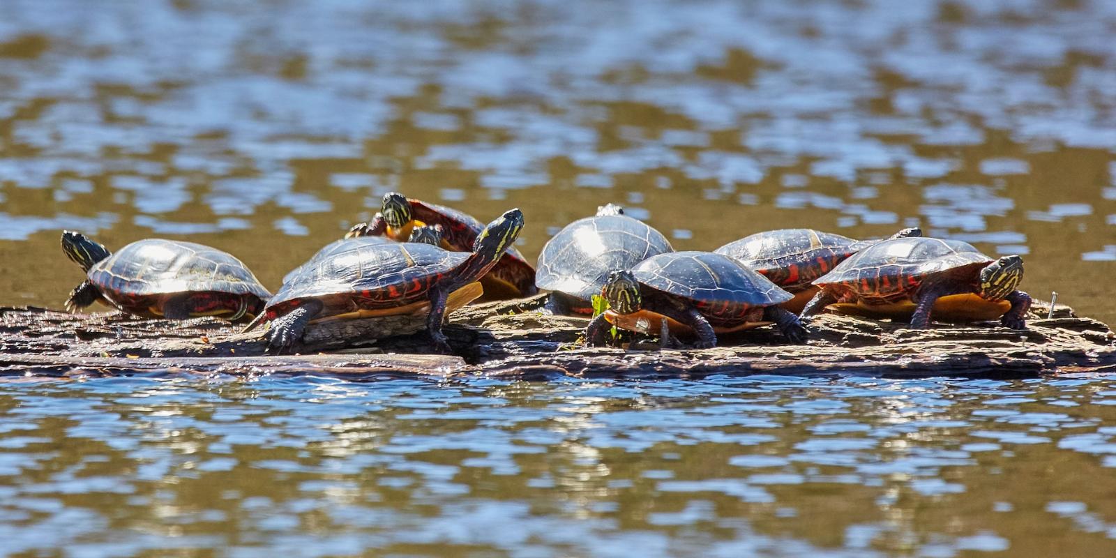 group of painted turtles on floating wood
