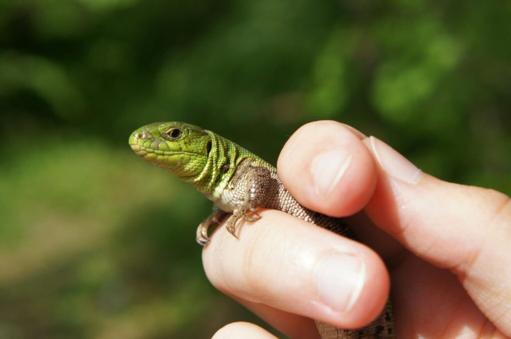 holding jeweled lacerta