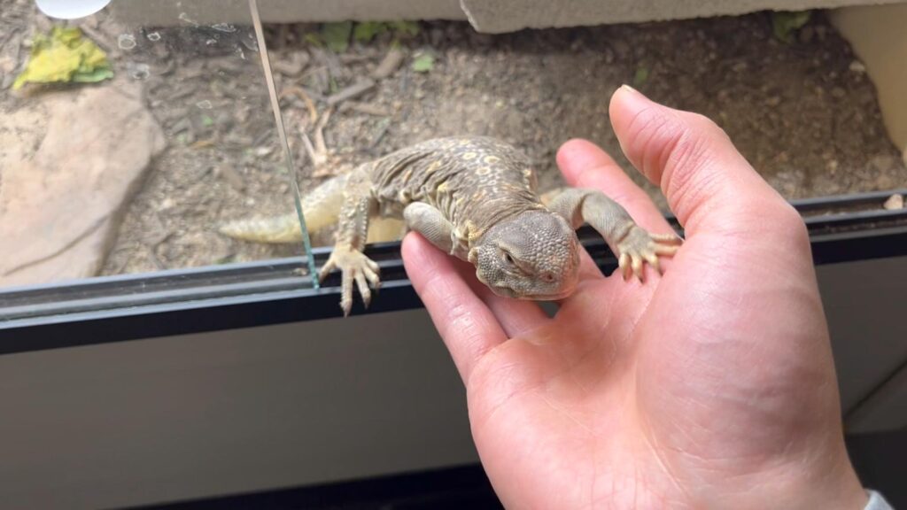 juvenile egyptian uromastyx climbing onto hand