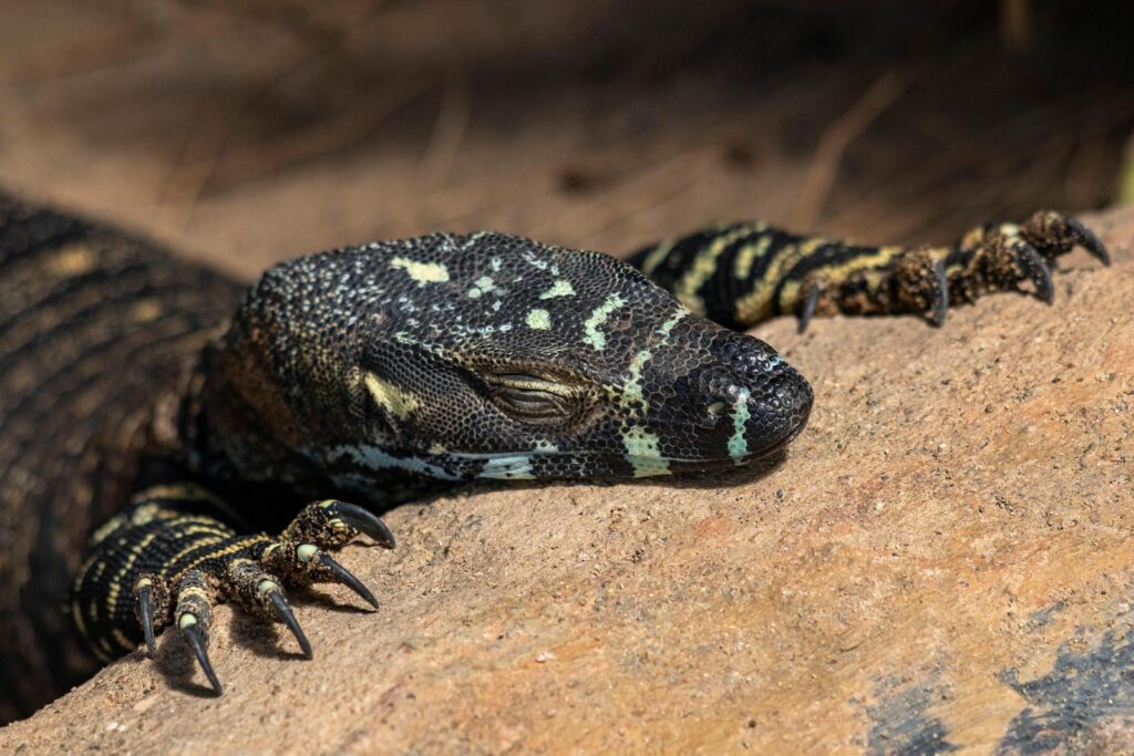 lace monitor lying on stone