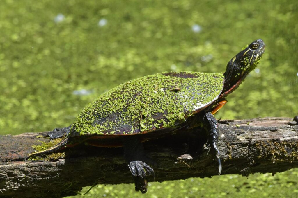 painted turtle covered in plant material