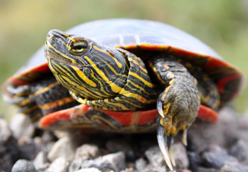 painted turtle upclose