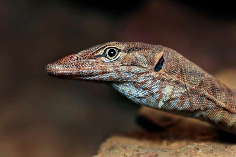Pilbara Rock Monitor on rock