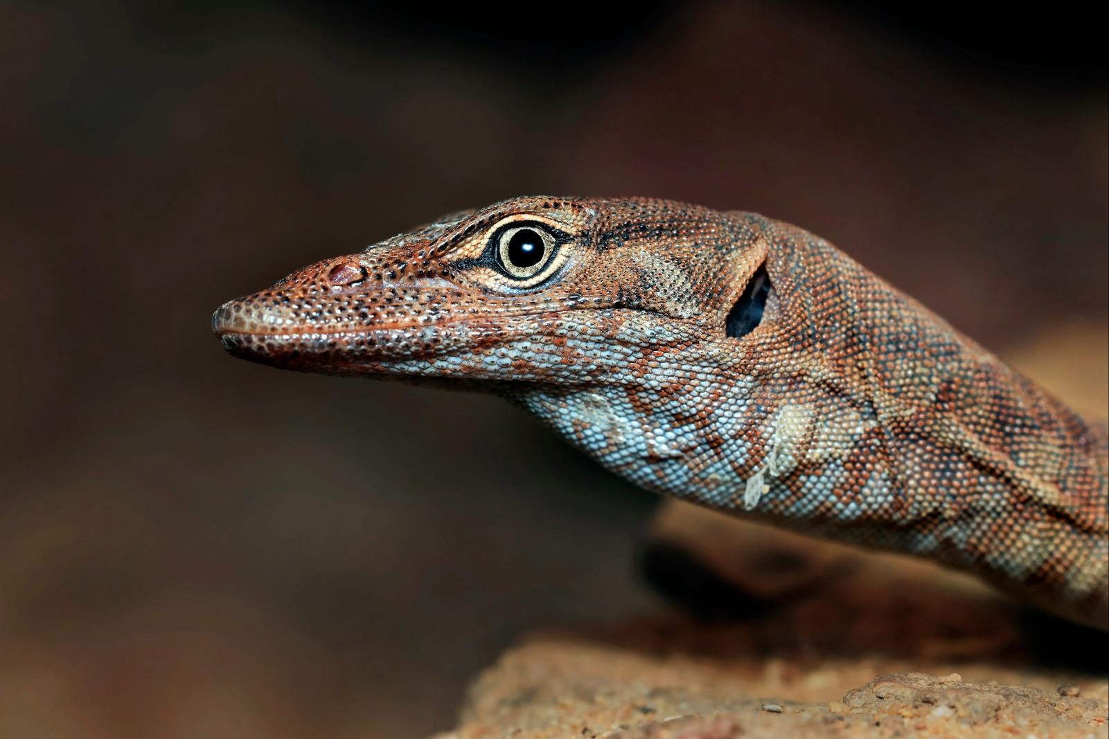 Pilbara Rock Monitor on rock