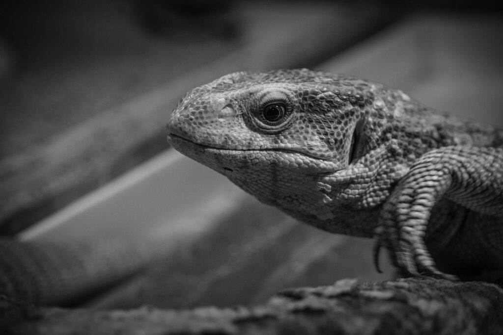 savannah monitor with black background