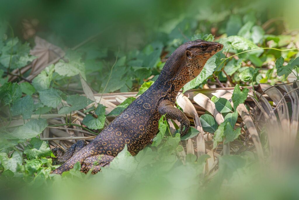 small asian water monitor locale