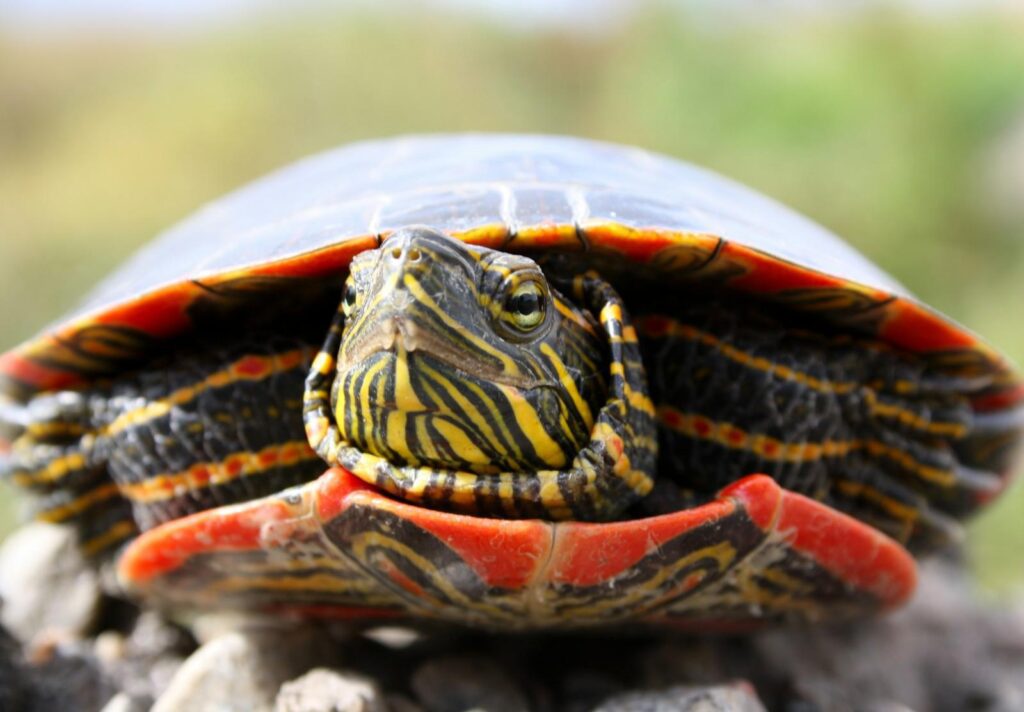 upclose view of female painted turtle