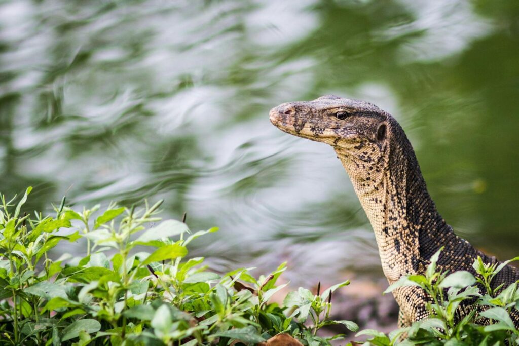 asian water monitor
