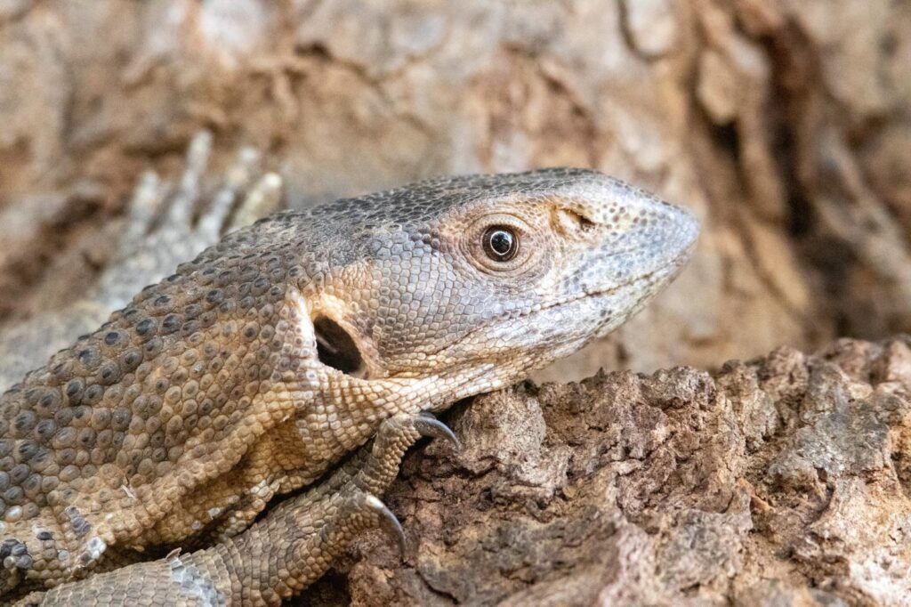white throat monitor on tree background