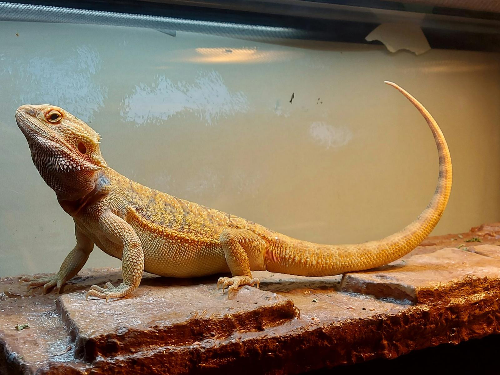 yellow bearded dragon