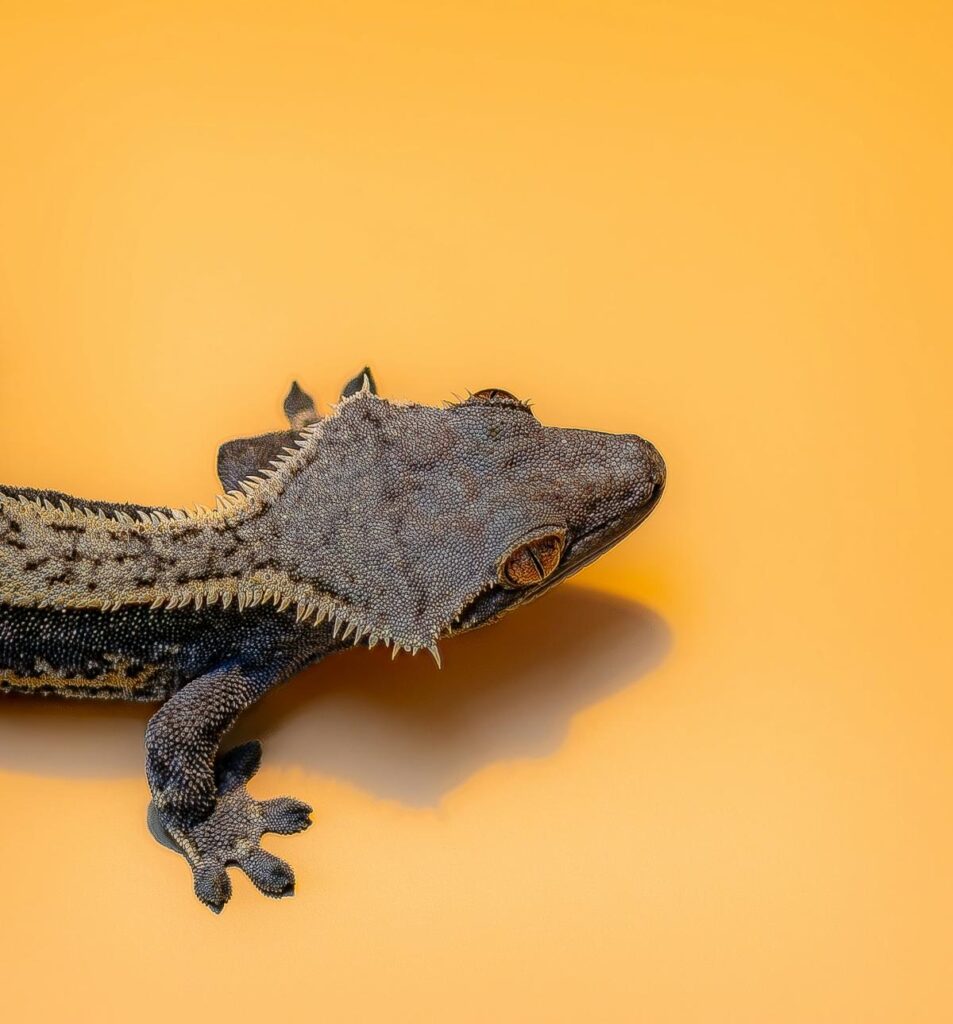 dark grey crested gecko against orange background