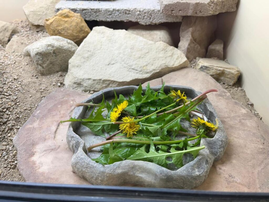 dandelion greens dish