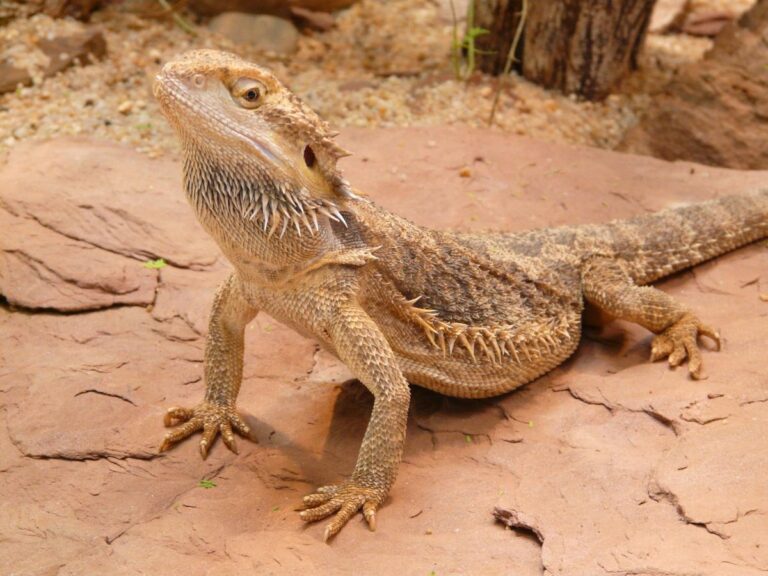 bearded dragon on rock
