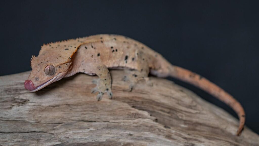 tan crested gecko on wood