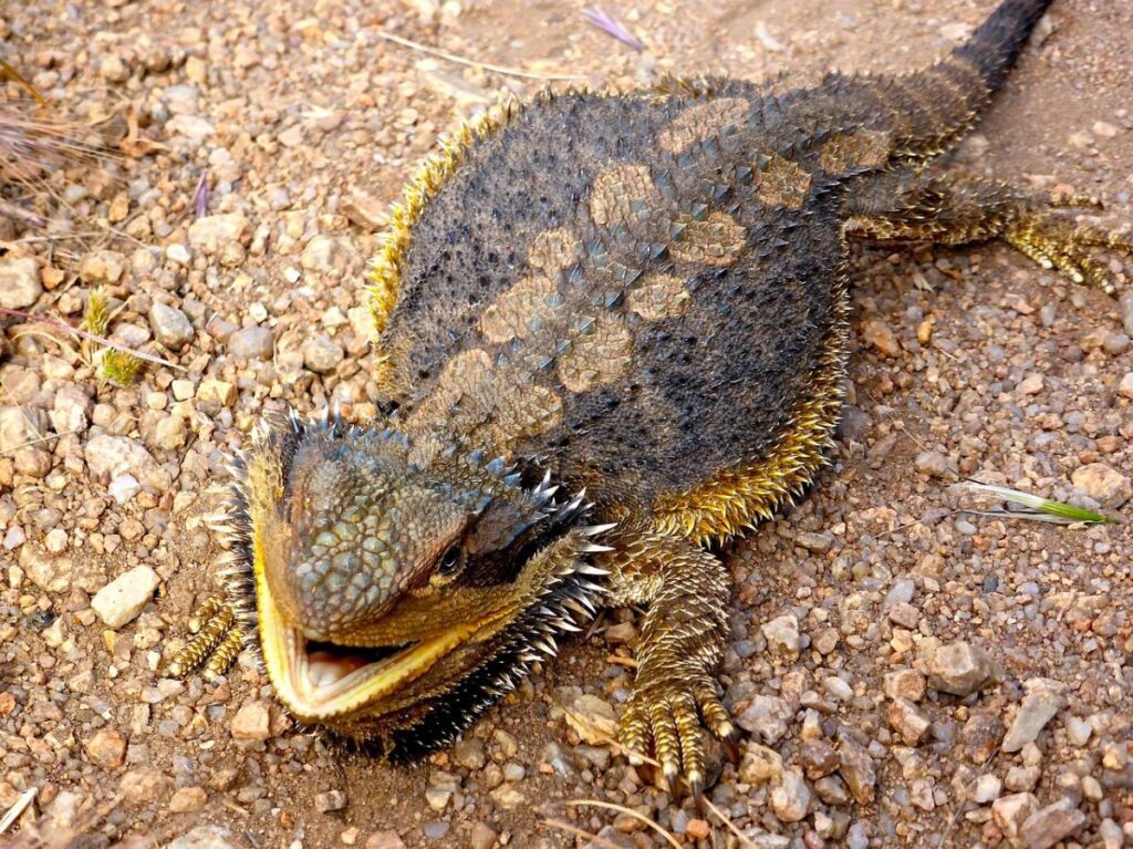 dark colored bearded dragon in the wild
