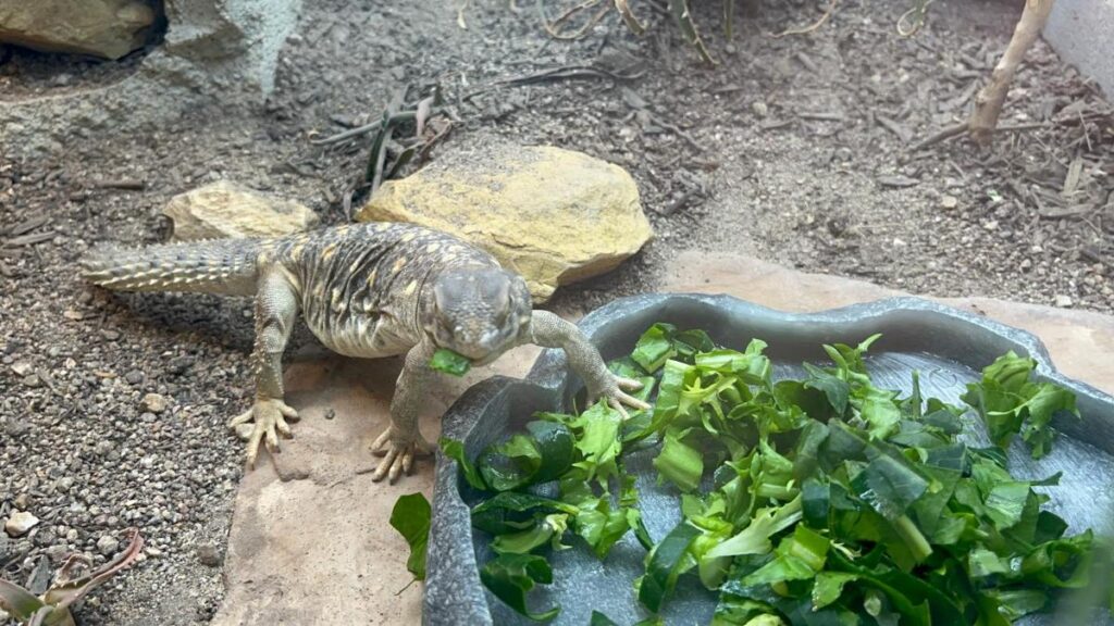 mixed greens for uromastyx