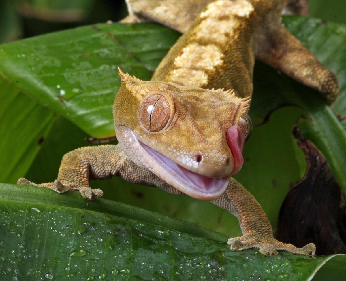 crested gecko on leaf licking eye