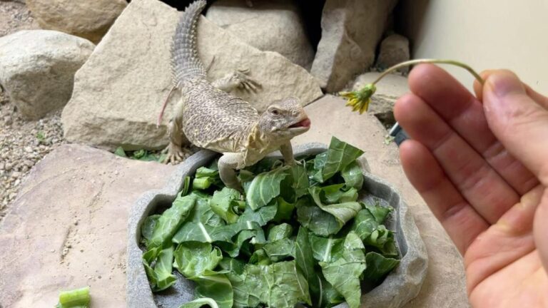 uromastyx reaches for flower