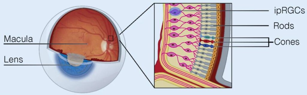 Overview of the retina photoreceptors a