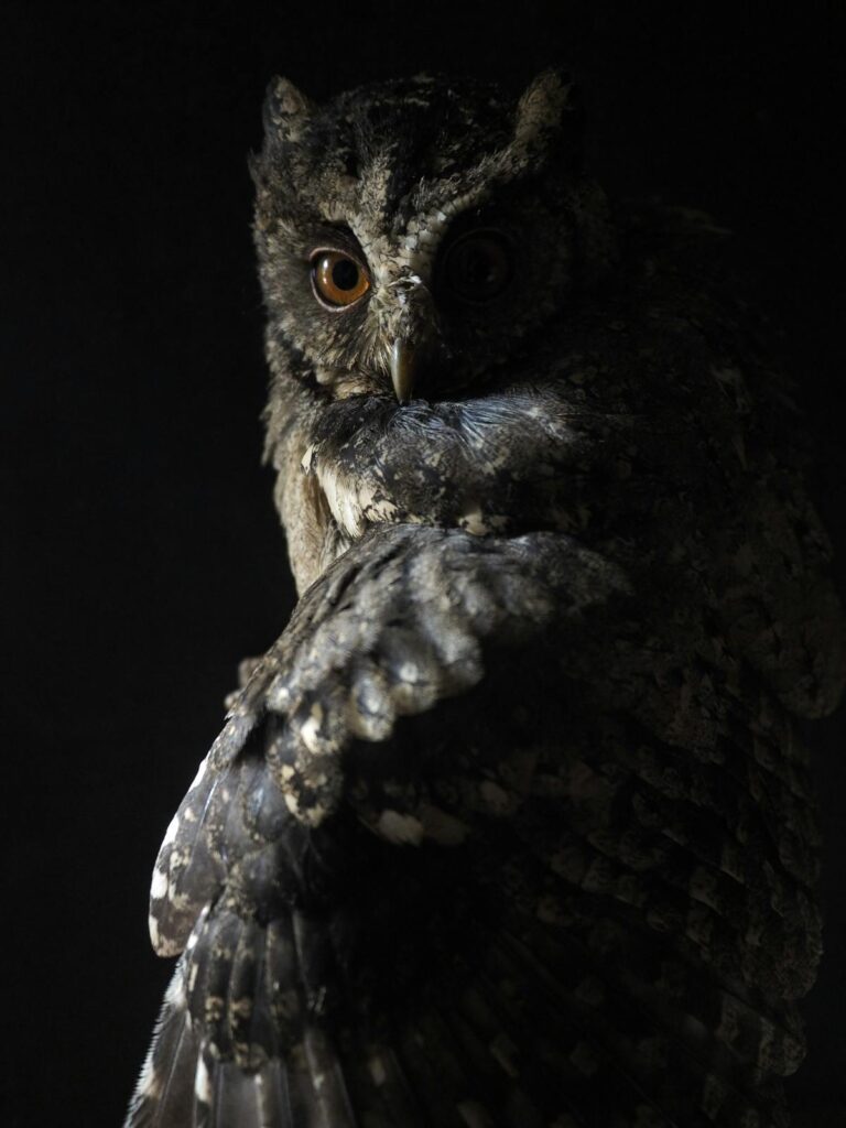 owl in black background