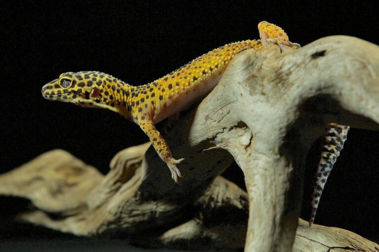 leopard gecko on branch with black background