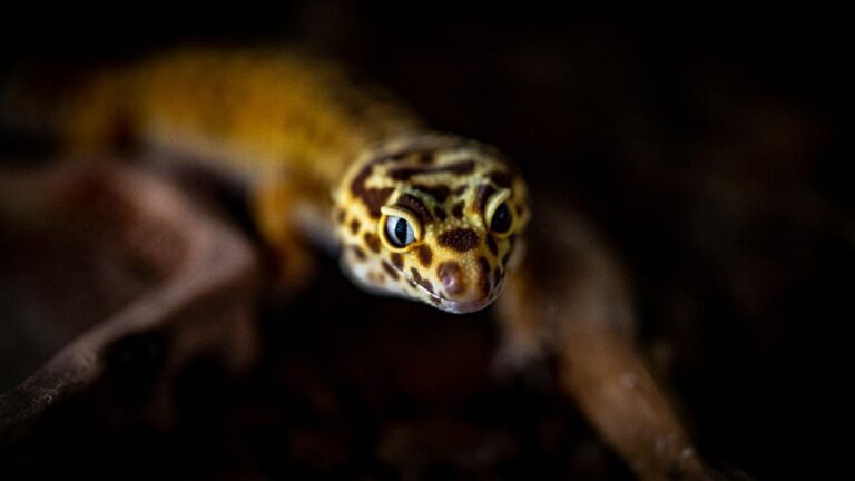 leopard gecko in darkness