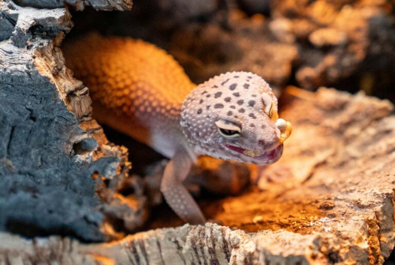leopard gecko eating mealworm