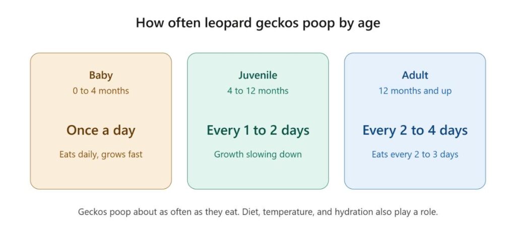 leopard gecko poop frequency by age