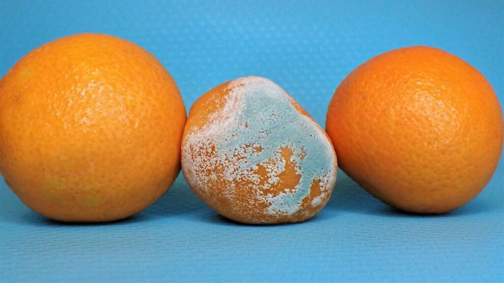 mold on orange with blue background