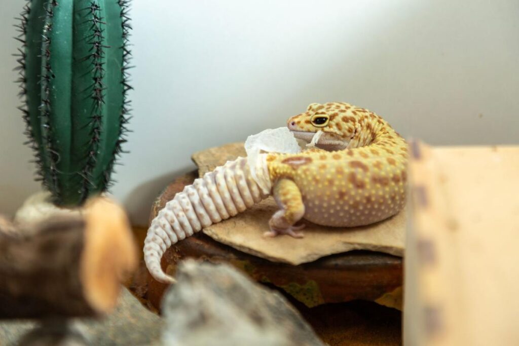 leopard gecko shedding skin on tail